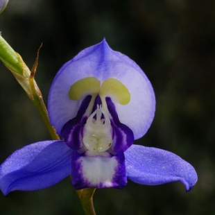 Disa graminifolia